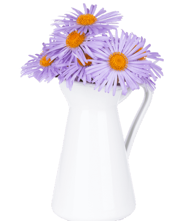 demo-attachment-146-blue-camomile-flowers-in-jug-P6Z6KCB