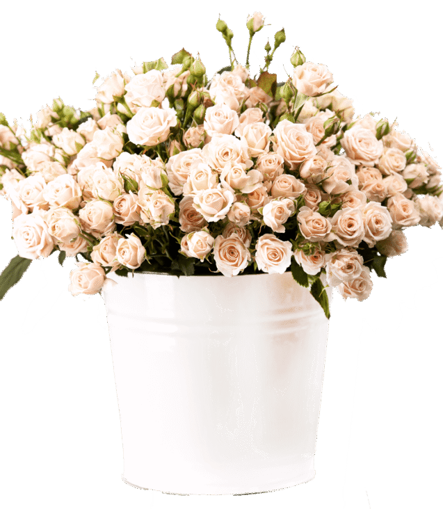 demo-attachment-157-bunch-of-creamy-roses-in-a-bucket-over-white-PLJ554Y-e1585206356671